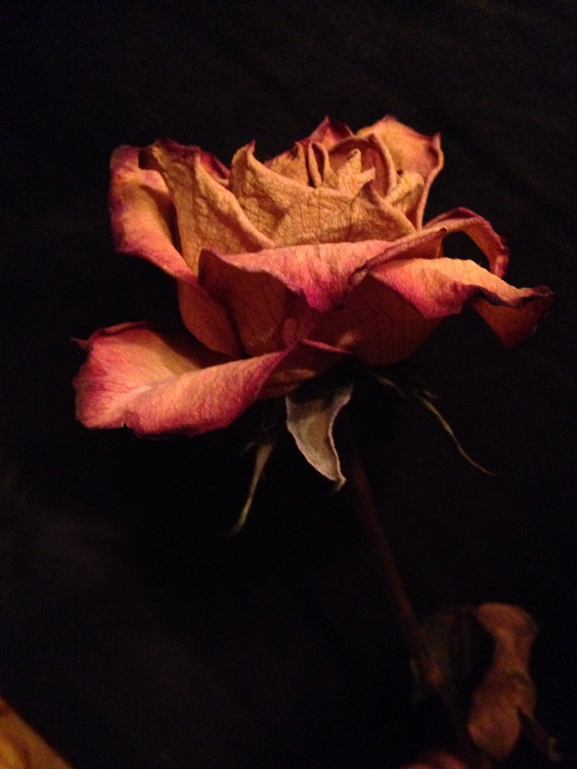 dried-rose